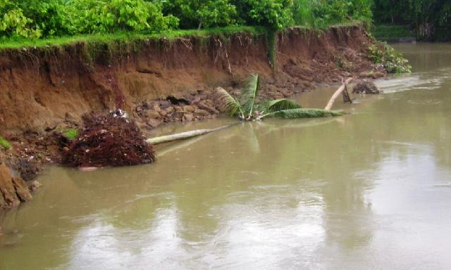 Pasca Banjir, Abrasi Ancam Warga di Sepanjang Pinggiran Sungai Kampar