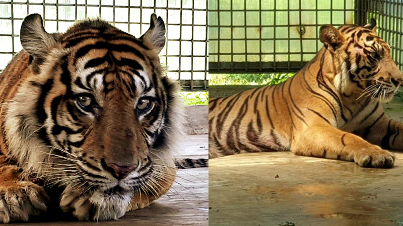 Pernah Bunuh Dua Warga Inhil, Harimau Bonita dan Atan Bintang akan Kembali Dilepasliarkan di Riau