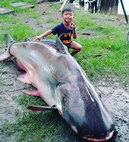 WOW...Ikan Patin Kualo Ukuran Raksasa Tertangkap di Kuala Panduk Pelalawan, Beratnya Fantastis...