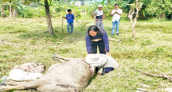 9 Ekor Kerbau Miliknya Mati Dibunuh Pencuri, Kasino hanya Bisa Menangis, 'Yang Belinya Stres, Ayah Saya juga Stres'
