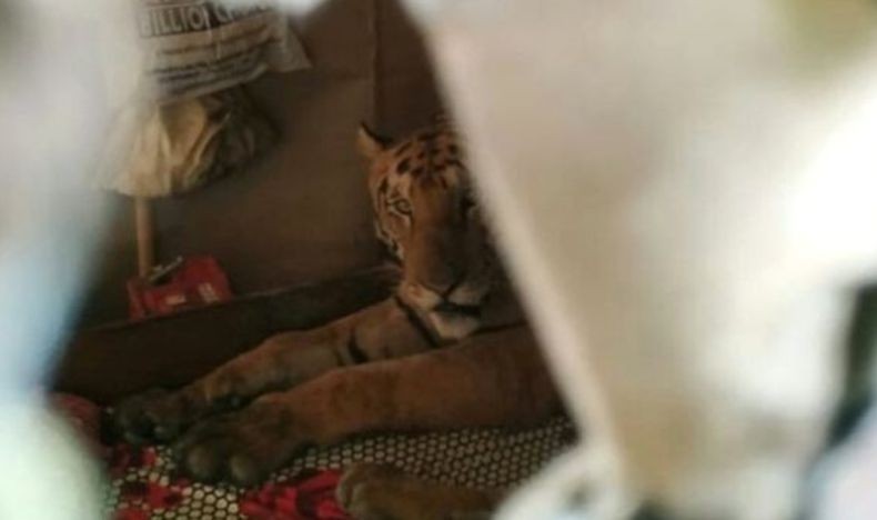Ih Serem! Penghuni Rumah Tak Sadar, Seekor Harimau Tiba-tiba Nongol dan Tidur Seharian di Ranjang