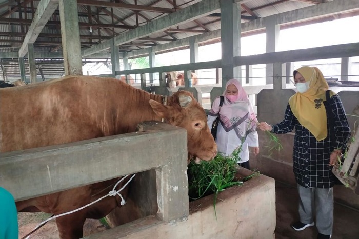 Distankan Pekanbaru Pastikan Ternak di Kota Pekanbaru Masih Aman dari Penyakit LSD