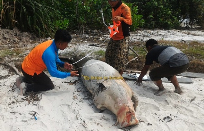 HEBOH...Lagi, Nelayan Rupat Temukan Duyung Dugong, Tapi Sayang Sudah Mati