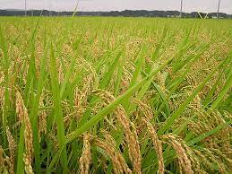 BPS: Realisasi Panen Padi di Riau Capai 42,33 Ribu Hektare hingga September 2023