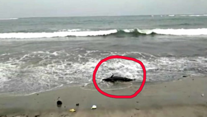 Usai Diguncang Gempa Bermagnitudo 6,9, Seekor Lumba-lumba Terdampar  dan Mati di Pantai Binuangeun, Lebak, Ini Penampakannya