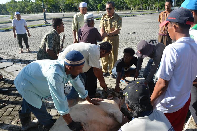 Bupati Syamsuar Tinjau Tempat Penyembelihan Hewan Kurban di Siak