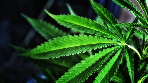 Kementerian Pertanian  Tetapkan Ganja dalam Daftar Tanaman Obat Binaan, Maksudnya?