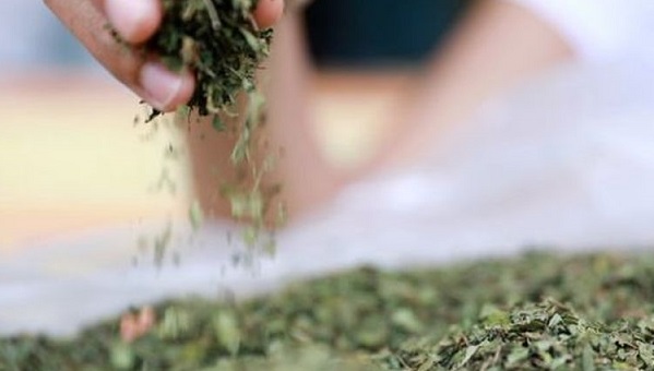 Kontroversi Kratom, Dari Obat Pereda Sakit, Penurun Kolestrol Sampai Dieskpor ke Amerika, Tapi Dinyatakan Golongan Narkotika