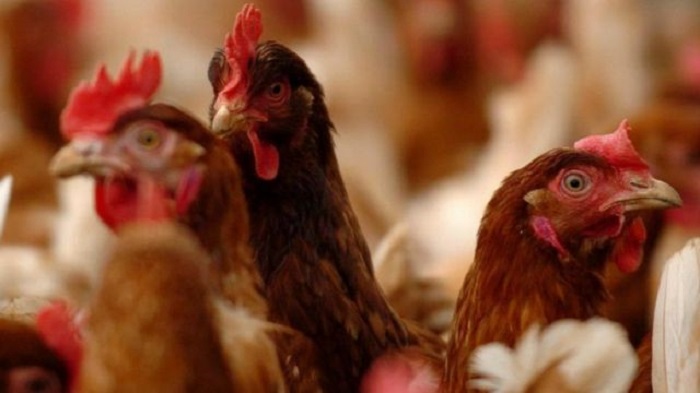 Diskes Riau Belum Terima Laporan  Warga Terjangkit Flu Burung