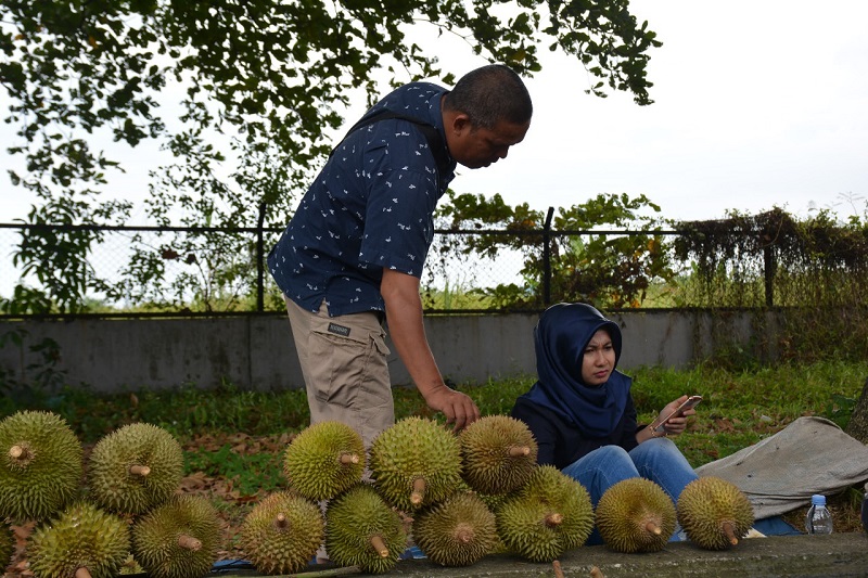 SEDAPPP...Meski Harganya Lebih Mahal dari Durian Medan, Durian Pelintung Tetap Jadi Pilihan Warga Dumai