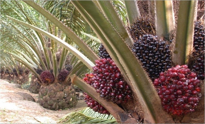 Pengusaha Asing Tertarik Potensi Investasi Riau