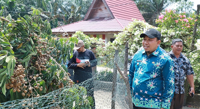 Kampung Pangkalan Makmur Sentra Buah Kelengkengdi Siak Yang menggugah Selerah