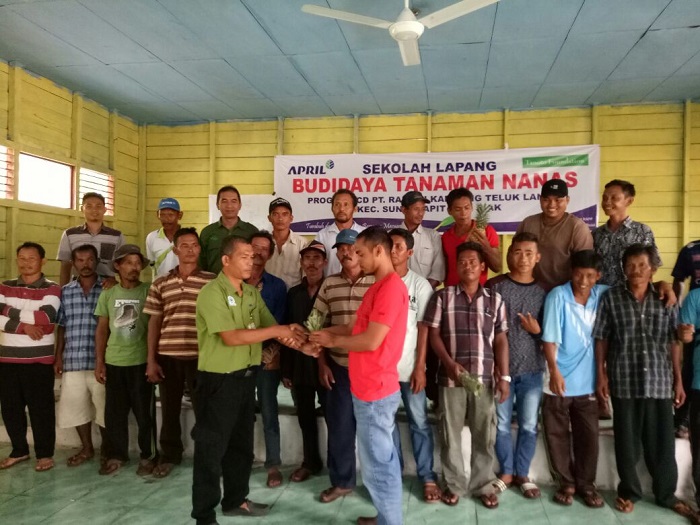 Ingin Jadi Sentra Nanas di Riau, RAPP Bagikan 80 Ribu Bibit untuk Ditanam di Siak