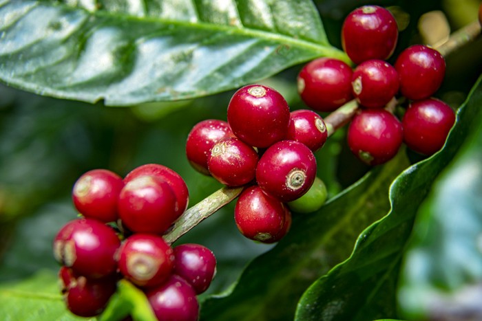 Manfaat Buah Kopi yang Menyehatkan, Bisa Cegah Kanker
