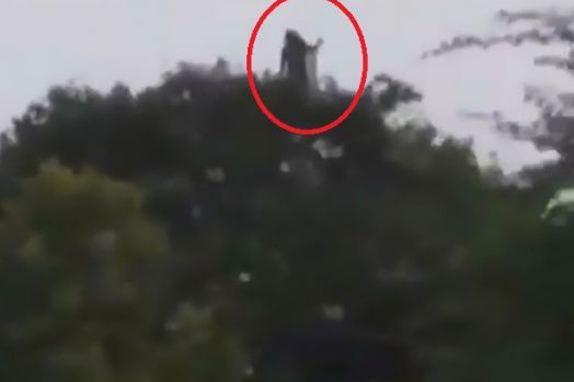 Ih Serem! Ada Penampakan Hantu Menjerit di Atas Pohon di Siang Bolong, Warga Jadi Takut ke Luar Rumah