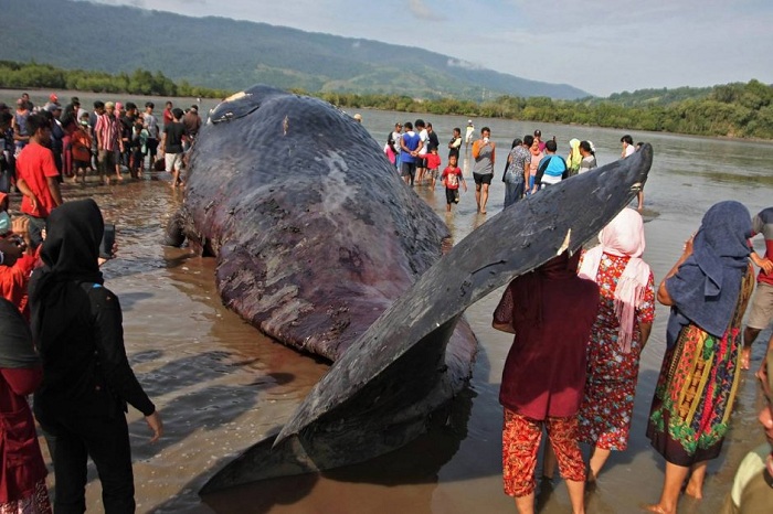 Gedenya...Begini Penampakan Paus Sperma Penuh Luka Terdampar di Pantai
