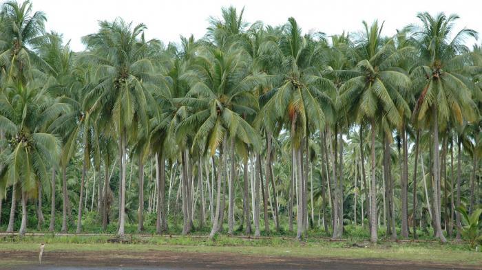 DPRD Komit Perjuangkan Dana Penyelamatan Perkebunan di Inhil