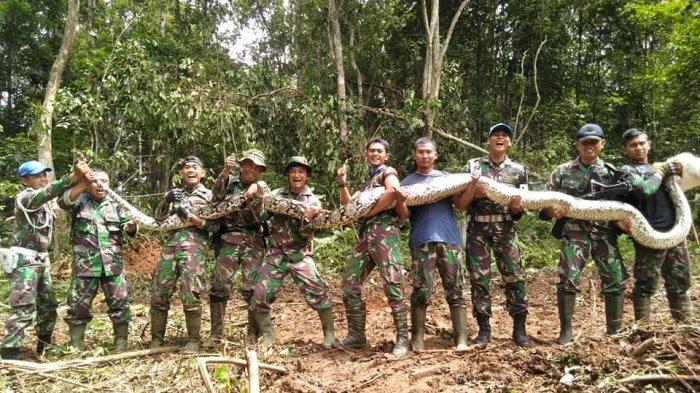Nyaris Terlindas Alat Berat, Anggota TNI Lepaskan Ular Piton 8 Meter