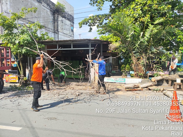 BPBD Pekanbaru Imbau Warga Waspadai Pohon Tumbang Dalam Cuaca Ekstrem