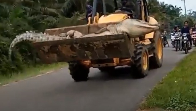 Busyet! Warga Tangkap dan  Bunuh 'Buaya Siluman', Kepala dan Badan Dikubur Terpisah, Katanya Biar Gak Hidup Lagi