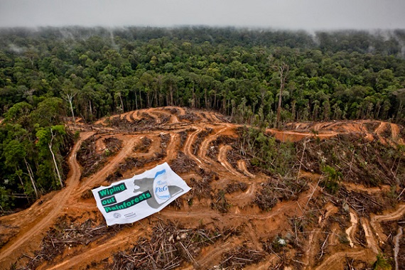 Satu Juta Hektare Hutan Riau Disulap jadi Kebun Sawit, Pemprov Sudah Serahkan Peta dan Data pada KPK