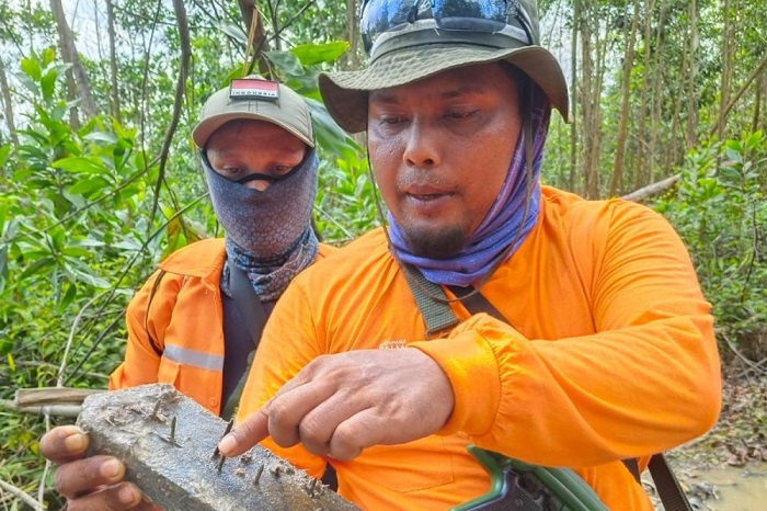 GILA! Operasi Senyap Perambah Liar  di TNTN, Tim Gabungan Disambut Ranjau Paku