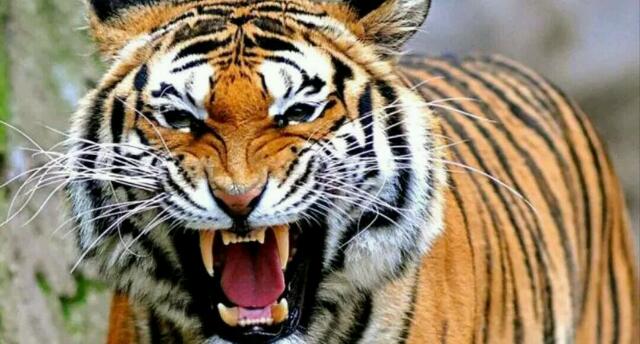 KEJAM... Diduga Bunuh Manusia, Harimau  Betina Ditangkap Lalu Dilindas Pakai Traktor
