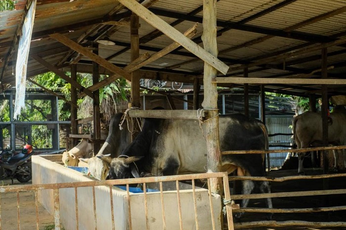 DKPP Dumai Perketat Pengawasan Masuknya Hewan Kurban dari Luar Daerah
