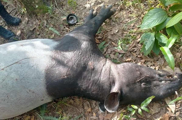 Tapir Dewasa Ditemukan Mati Luka-luka di Gunung Medan Logas Tanah Darat