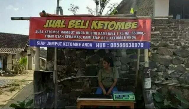 Heboh! Ada Bisnis Jual Beli Ketombe, Harganya Rp65 Ribu per Kg, Serius?