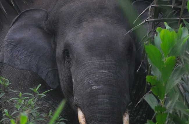 Gajah Liar Mengamuk Serang Warga di Dusun Tua Pangkalan Lesung