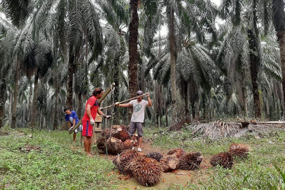 Harga CPO Melemah Pengaruhi Turunnya Harga Sawit Riau Pekan Ini