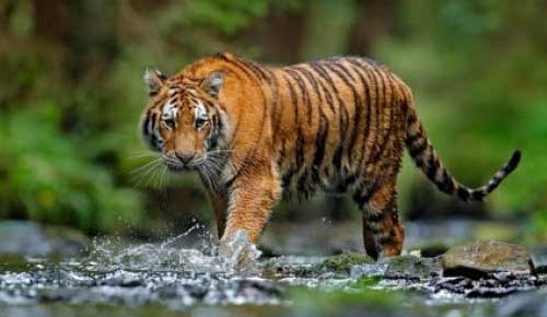 Hilang Dua Hari, Pria Ditemukan dengan Tubuh Tercerai Berai, Diduga Dimangsa Harimau di Batu Teritip