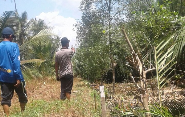 Masyarakat Tanah Merah Resah, PT K3 Diduga Patok Kebun Kelapa Produktif