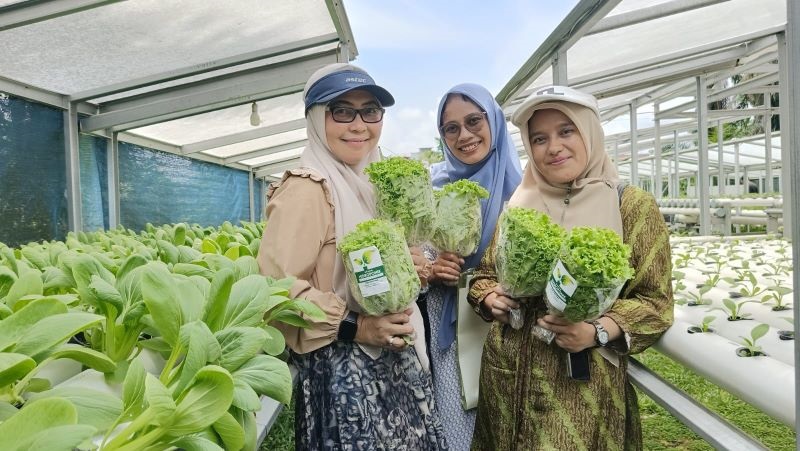 Survei Penerbitan Izin Edar Usaha Hidroponik Bunda Thoriq, DKP Puji Kreativitas Dalam Pengemasan