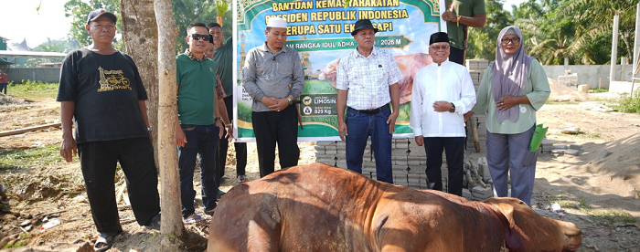 Sapi Kurban Bantuan Presiden Prabowo Dipotong di Ponpes Imam Saleh Inuman