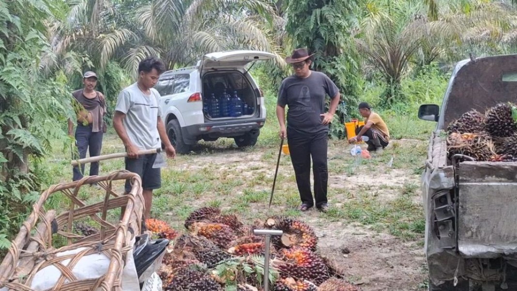 Harga TBS Kelapa Sawit Kemitraan Plasma Provinsi Riau 25 Februari - 3 Maret 2026