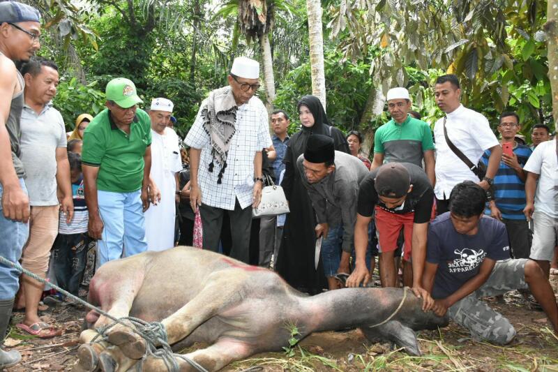 Bupati Kampar Azis Zaenal dan Keluarga Serahkan 1 Ekor Kurban di Kuapan