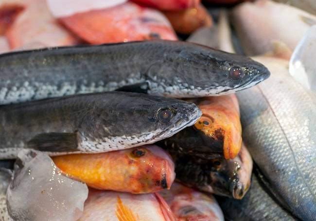 Manfaat dan Hal-Hal yang Perlu Diketahui sebelum Mengonsumsinya Ikan Gabus