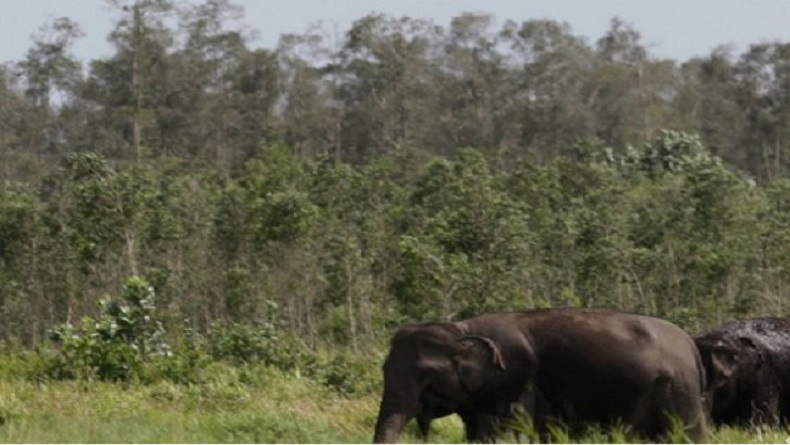 Ketahuan! Gajah yang Serang Anggota TNI hingga Tewas Ternyata sedang Birahi