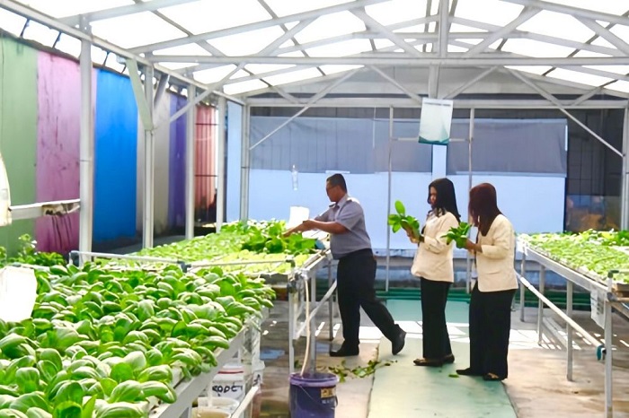 Panen Sayur Kale dan Pakcoy, Warga Binaan di Pekanbaru Belajar Mandiri Lewat Agrobisnis
