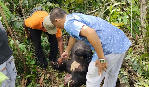 Kasihan Sekali, Beruang Madu Ditemukan Mati Kelaparan di Tahura Minas, dan Kakinya...