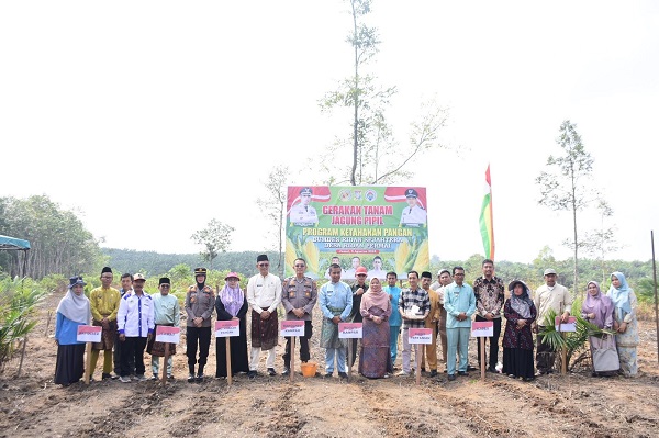 Dukung Ketahanan Pangan, Bupati Kampar Lakukan Penanaman Jagung Pipil.