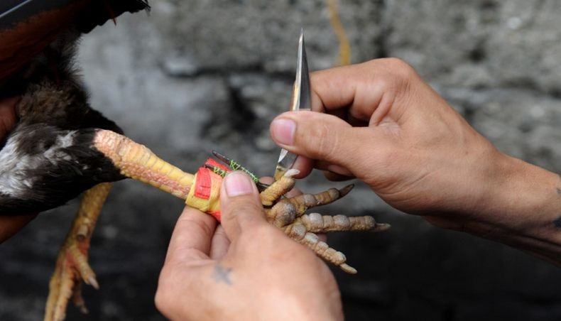 Tragis! Seorang Kepala Polisi Terbunuh oleh Ayam saat Gerebek Lokasi Judi, Kok Bisa?