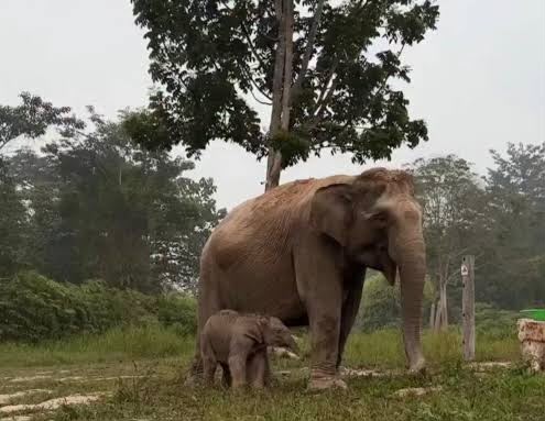 Bayi Gajah Lisa Lahir di TNTN Dinamai 'Ganesha'
