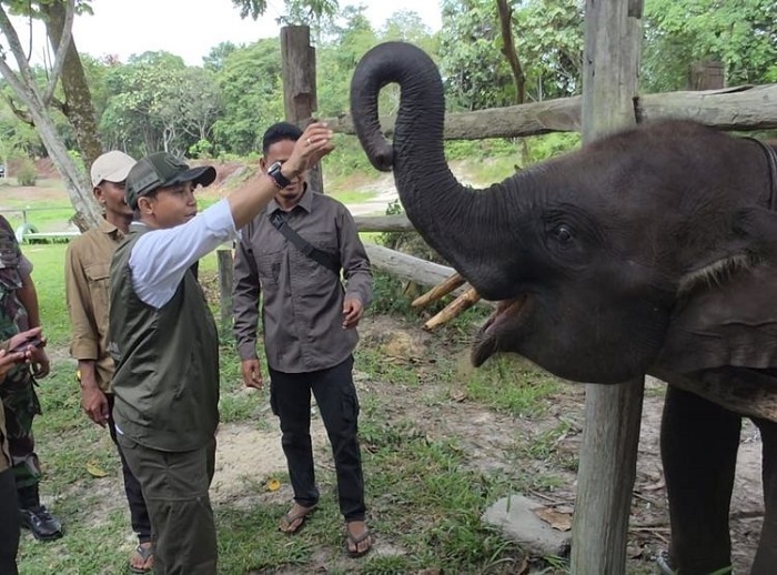 Tesso Nilo  Tetap Akan Jadi Habitat Gajah Sumatera, Ini Skema Kerja Kementerian Kehutanan