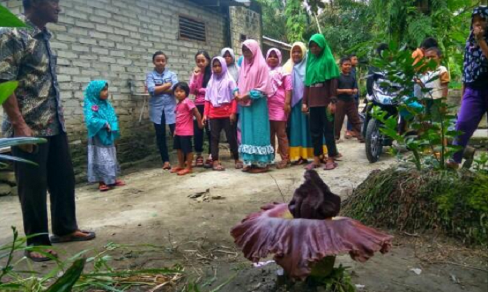 AJAIB.. Warga Bangkinang Tanam Suweg, Ehh yang Tumbuh Justru Bunga Bangkai