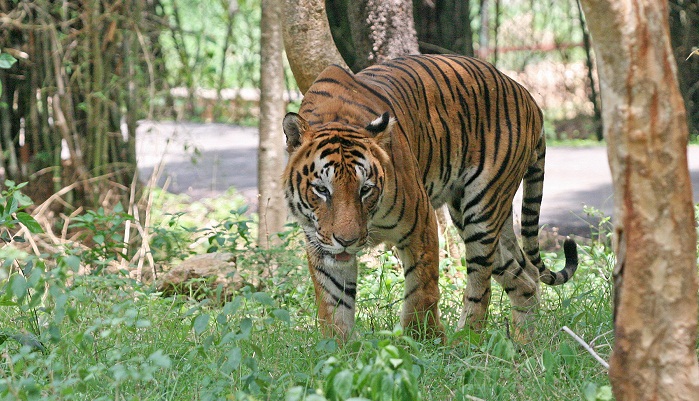 Sudah Cek Lokasi, BBKSDA Riau Segera Relokasi 4 Harimau yang Meresahkan Warga Gunung Sahilan-Kampar