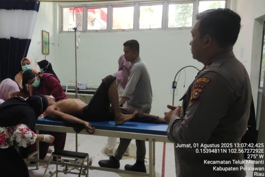 Warga Persawaran Lampung Luka-luka Diserang Harimau di Teluk Meranti