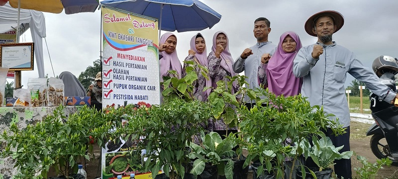 Melirik Geliat Pertanian KWT Eka Sari Tangguh: Pohon Cabai Rawitnya  Seperti Buah Semua...